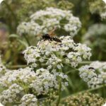 Water Parsnip Sium latifolium close-up of white umbel flowers with fine petals on tall green stems.