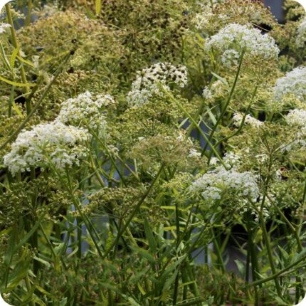Water Parsnip Sium latifolium growing beside rivers and ponds among reeds grasses and other wetland plants.