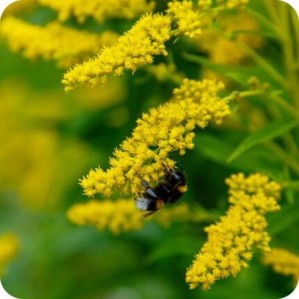 Goldenrod (Solidago virgaurea) close up of bright yellow daisy like flower clusters with a bee collecting nectar.