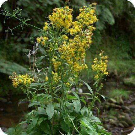Goldenrod (Solidago virgaurea) growing in dry grasslands and woodland clearings among native wildflowers and grasses.