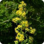 Goldenrod (Solidago virgaurea) upright perennial with lance shaped green leaves and sprays of golden yellow flowers.