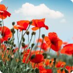 Common Poppy Papaver rhoeas growing in a sunny field margin with bright red flowers scattered among tall grasses.