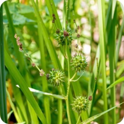 Branched Bur-Reed (Sparganium erectum) growing at the edge of a pond among reeds and other aquatic vegetation.
