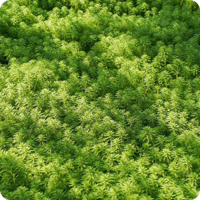 Spiked Water-Milfoil Myriophyllum spicatum Spiked Water Milfoil Myriophyllum spicatum growing in still water ponds with dense submerged foliage.