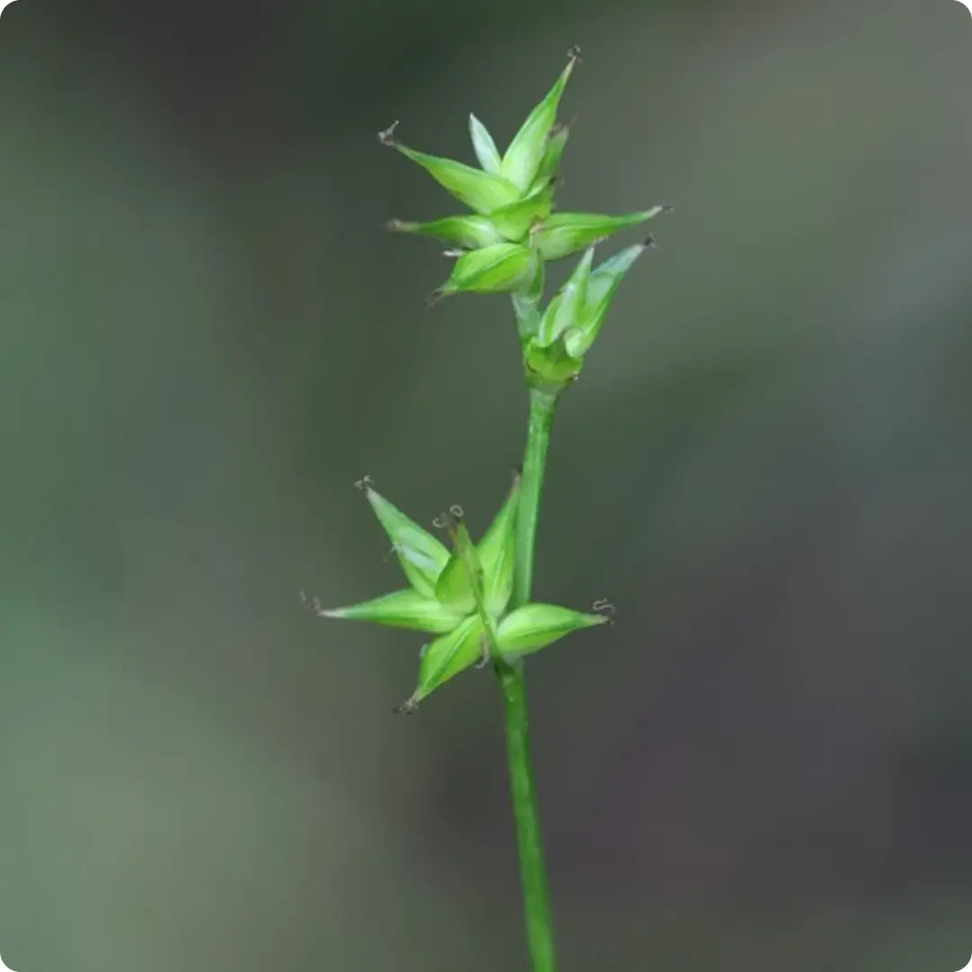 Star Sedge Star Sedge (Carex echinata) close-up of small green spiky flower clusters on slender green stems in summer.