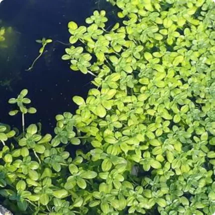 Starwort (Callitriche stagnalis) growing in slow-moving freshwater ponds and streams among submerged native vegetation.