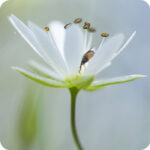 Lesser Stitchwort (Stellaria graminea) close-up of small white star-shaped flower from the side.