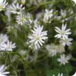 Lesser Stitchwort (Stellaria graminea) low growing meadow plant with slender green leaves and clusters of white flowers.