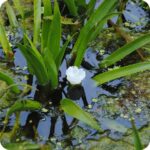 Water Soldiers (Stratiotes aloides) aquatic plant with spiky rosettes of green leaves and emerging white flowers.