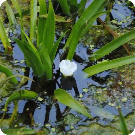 Water Soldiers (Stratiotes aloides) aquatic plant with spiky rosettes of green leaves and emerging white flowers.