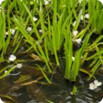 Water Soldiers (Stratiotes aloides) floating in calm freshwater among reeds and other native pond vegetation.