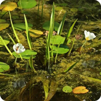 Water Soldiers (Stratiotes aloides) floating in calm pondwater among reeds and other native pond vegetation.