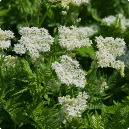 Sweet Cicely (Myrrhis odorata) tall herb with feathery green leaves and clusters of small white flowers on upright stems.