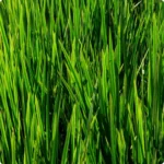 Sweet Flag (Acorus calamus) tall wetland plant with long green sword like leaves within a large group.