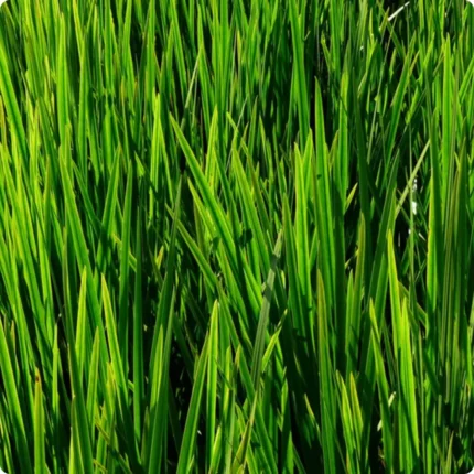 Sweet Flag (Acorus calamus) tall wetland plant with long green sword like leaves within a large group.
