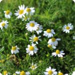 Feverfew (Tanacetum vuparthenium) plug plants - Image 2