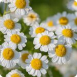 Feverfew Tanacetum parthenium close-up of small white daisy like flowers with bright yellow centres.