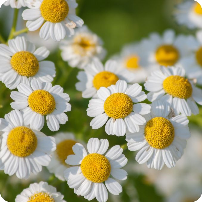 Feverfew Tanacetum parthenium close-up of small white daisy like flowers with bright yellow centres.