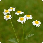 Feverfew (Tanacetum vuparthenium) plug plants - Image 3