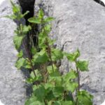 Wood Sage (Teucrium scorodonia) growing in between a rock clearings among grasses and other native wildflowers.