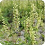 Wood Sage (Teucrium scorodonia) low-growing perennial with green leaves and upright stems bearing yellow flowers.