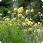 Common Meadow Rue (Thalictrum flavum) yellow flowered wetland plant growing beside rivers and marshy ground.