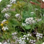 Upright Hedge Parsley (Torilis japonica) growing along hedgerows and grassy verges among other summer wildflowers.