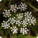 Upright Hedge Parsley (Torilis japonica) close-up of tiny white clustered flowers forming delicate lace-like umbels.