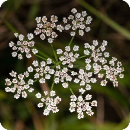 Upright Hedge Parsley (Torilis japonica) close-up of tiny white clustered flowers forming delicate lace-like umbels.