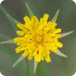 Goatsbeard (Tragopogon pratensis) plug plants - Image 2