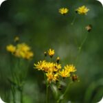Goatsbeard (Tragopogon pratensis) plug plants - Image 3