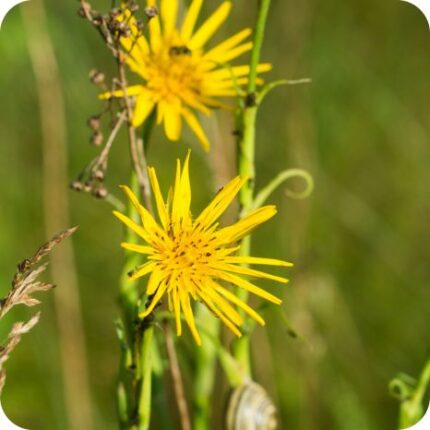 Goatsbeard (Tragopogon pratensis) close-up showing bright yellow star shaped flower with narrow pointed petals.