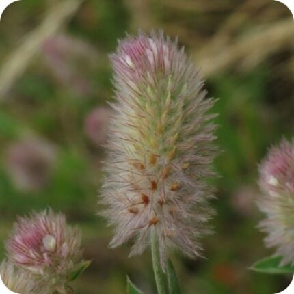 Hare's-Foot Clover (Trifolium arvense) close-up of soft pink cylindrical flower heads with fine hairs on slender stems.