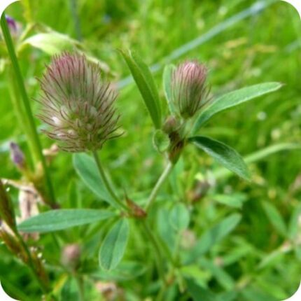Hare's-Foot Clover (Trifolium arvense) low growing plant with narrow green leaves and soft pink hairy flower spikes.