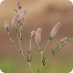 Hare's-Foot Clover (Trifolium arvense) plant with narrow green leaves and soft pink hairy flower spikes.