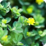 Lesser Trefoil (Trifolium dubium) close-up of tiny bright yellow pea-like flowers on slender green stems in summer bloom.