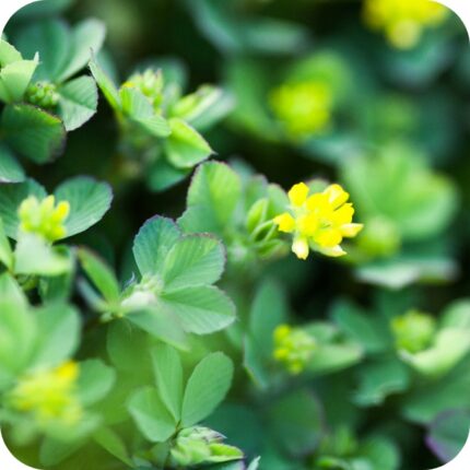 Lesser Trefoil (Trifolium dubium) close-up of tiny bright yellow pea-like flowers on slender green stems in summer bloom.