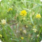 Lesser Trefoil (Trifolium dubium) growing in grassy meadows and roadside verges among native wildflowers and grasses.