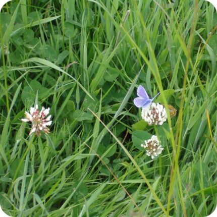 White Clover (Trifolium repens) spreading through a summer meadow among grasses and other native wildflowers.