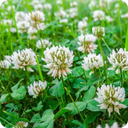 White Clover (Trifolium repens) low-growing plant with trifoliate green leaves and clusters of white flower heads.