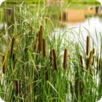 Lesser Reedmace (Typha angustifolia) growing along pond edges and marshes among reeds and other native aquatic vegetation.