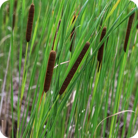 Typha_angustifolia_Plant Lesser Reedmace (Typha angustifolia) tall wetland plant with narrow strap like leaves and brown cylindrical flowering spikes.
