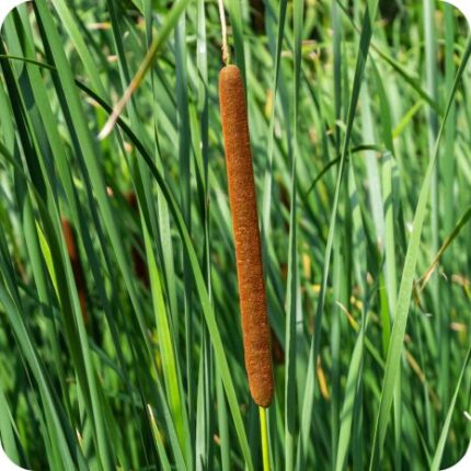 Lesser Reedmace (Typha angustifolia) close-up of slender brown cylindrical flower spikes on tall green stems in wetlands.