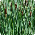 Reedmace (Typha latifolia) growing along pond edges and marshes among reeds and other native aquatic vegetation.