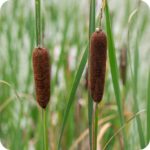 Reedmace (Typha latifolia) close-up of brown cylindrical flower spikes on tall green stems in summer bloom.