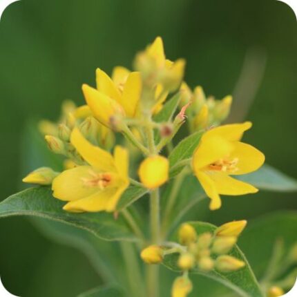 Greater Bird's-Foot Trefoil (Lotus pedunculatus) low growing legume with green leaves and clusters of yellow pea shaped flowers.