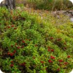 Cowberry (Vaccinium vitis-idaea) growing in large quantities among mosses, grasses, and other native wild plants.