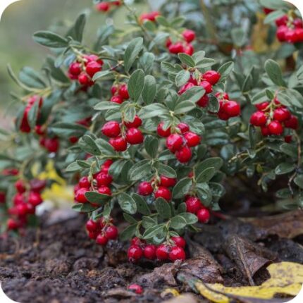 Cowberry (Vaccinium vitis-idaea) low evergreen shrub with small green leaves and clusters of red berries.