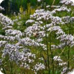 Marsh Valerian (Valeriana dioica) growing in marshy meadows and fens among grasses and other native wildflowers.