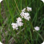 Marsh Valerian (Valeriana dioica) close-up of small pale pink flower clusters on slender green stems in damp meadows.